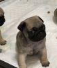Beautiful Chunky Kc Registered Pug Puppies