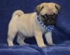 House trained male and female Pug Puppies