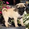 AKC Registered Pug puppies