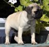 Available Pug puppies for sale