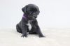 Beautiful Black Pug Puppies For SaleBeautiful Black Pug Puppies For Sa
