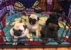 Registered Fawn/Black Pug Puppies For Sale