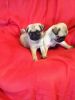 Adorable pug puppies for sell