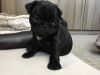 1 Outstanding Female Pug Puppy Left