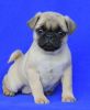 Gorgeous Pug puppies For Sale