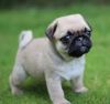 Male and Female Pug Puppies For X-Mas