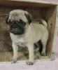 AKC Pug Puppies for sale