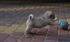 American Kennel Club Registered Fawn Pug Puppies