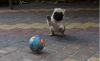 American Kennel Club Registered Fawn Pug Puppies