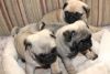 Beautiful Top Quality Kc Registered Pug Puppies