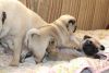 Very beautiful Pug puppies for sale.