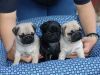 pug Puppies FOR SALE(xxx) xxx-xxx8
