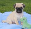 Cute male and female Pug puppies