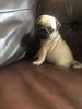 Male and Female pug puppies for your home now