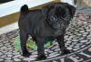 Top House Trained Pug Puppies For Sale
