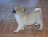 Well Train Male and Female Pug puppies ready 4 sale