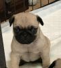 Pug puppies for sale.
