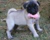 Male And Pug Puppies