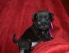 Male And Female Pug puppies Available