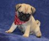 Home raised Pug puppies For Lovely Homes