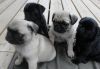 Charming pug Puppies Available.call(xxx) xxx-xxx8