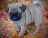 Akc Registered Male And Female Pug Puppies