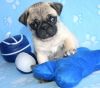 Male and Female Pug Puppies for Good Homes