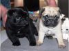 Affectionate Pug Puppies available