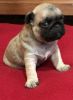 Kc Registered Pug Puppies Pde & Nme Clear!!