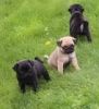 Family Raised Fawn Female and Black Male Pugs