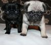 Pug puppies(Fawn & Black) for sale M/F