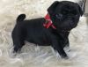 Black And Fawn Pug Puppies