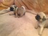 Pug puppies for Xmas