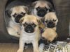 Kc Registered Pug Puppies For Sale.