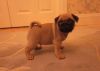 Kc Registered Pug Puppies ' Fawn And Black 'for sale