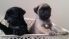 Kc Registered Fawn And Black Pug Puppies*look*(xxx) xxx-xxx2
