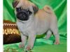 Pug puppies for pet lovers.