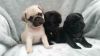 Awesome and Cute Fawn & Black Pug Puppies