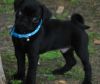 Awesome M/F Fawn / Black Pug Puppies