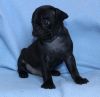 Potty Trained Fawn/Black Pug Puppies Ready Now