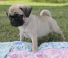 Lovely Pug Puppies Ready to join new families