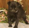 Black and Fawn Pug Puppies.