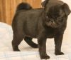 Ready Now Black and Fawn Pug Puppies.