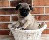 Pug Puppies for sale black and fawn.