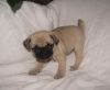 Family Raise Pug puppies for sale.
