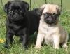 Outstanding pugs Puppies For Lovely And Wonderful Homes