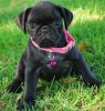 Astonished Fawn/Black Pug AKC Registered puppies