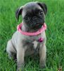 Sweet Fawn/Black Male and Female Pug Puppies
