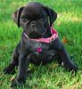 Trained AKC Male and Female Pug Puppies
