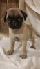 House Trained Pug Puppies Still Available